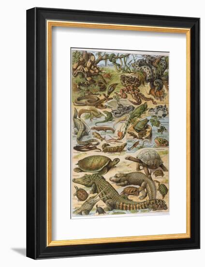 An Amazing Illustration Covering the Whole Range of Reptilian Species from Snakes to Newts-null-Framed Photographic Print