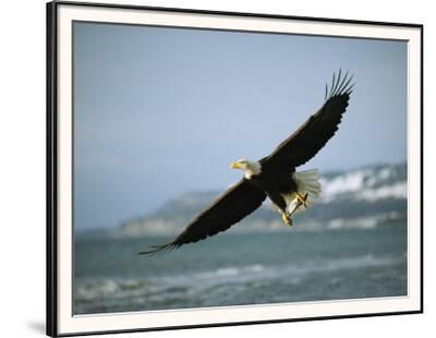 American Bald Eagle Claws Wildlife Wall Picture Art Print