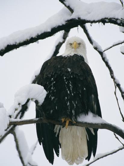 an american bald eagle perched in a snow covered tree photographic