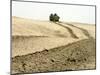 An Amphibious Assault Vehicle Rolls Through a Desert Field North of Fallujah-Stocktrek Images-Mounted Photographic Print