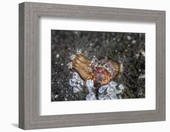 An Anemone Hermit Crab Crawls across the Seafloor of Indonesia-Stocktrek Images-Framed Photographic Print