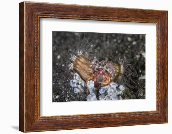 An Anemone Hermit Crab Crawls across the Seafloor of Indonesia-Stocktrek Images-Framed Photographic Print