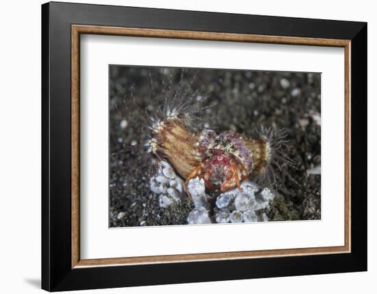 An Anemone Hermit Crab Crawls across the Seafloor of Indonesia-Stocktrek Images-Framed Photographic Print