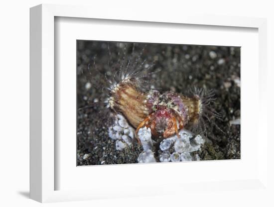 An Anemone Hermit Crab Crawls across the Seafloor of Indonesia-Stocktrek Images-Framed Photographic Print