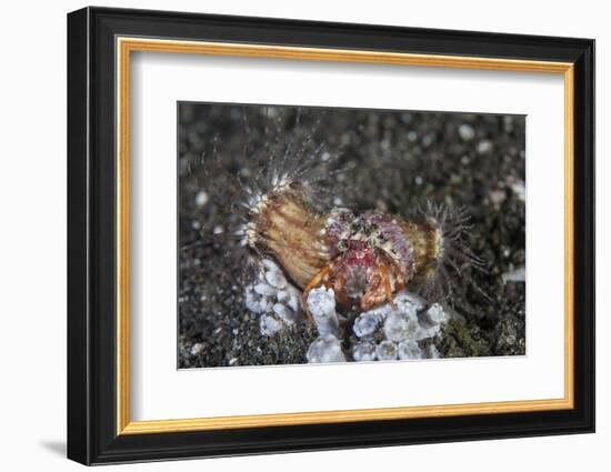 An Anemone Hermit Crab Crawls across the Seafloor of Indonesia-Stocktrek Images-Framed Photographic Print