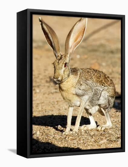 An Antelope Jackrabbit (Lepus Alleni) Alert for Danger-Richard Wright-Framed Premier Image Canvas