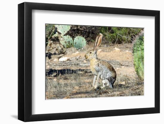 An Antelope Jackrabbit (Lepus Alleni) Alert for Danger-Richard Wright-Framed Photographic Print