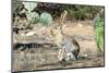 An Antelope Jackrabbit (Lepus Alleni) Alert for Danger-Richard Wright-Mounted Photographic Print