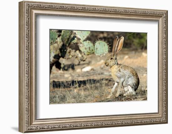 An Antelope Jackrabbit (Lepus Alleni) Alert for Danger-Richard Wright-Framed Photographic Print