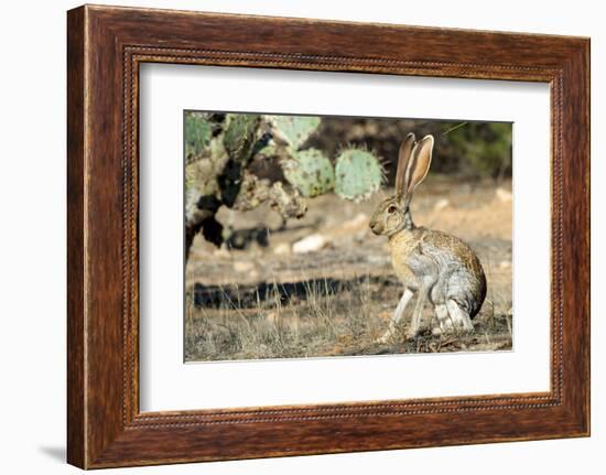 An Antelope Jackrabbit (Lepus Alleni) Alert for Danger-Richard Wright-Framed Photographic Print