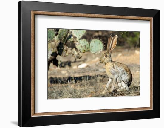 An Antelope Jackrabbit (Lepus Alleni) Alert for Danger-Richard Wright-Framed Photographic Print