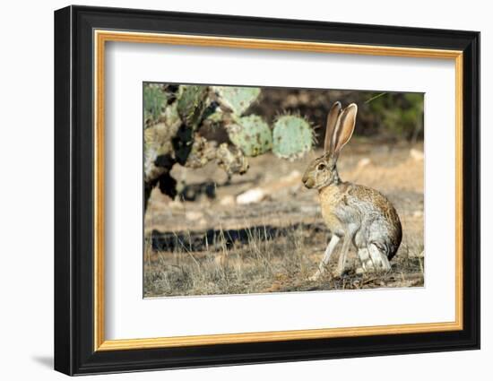 An Antelope Jackrabbit (Lepus Alleni) Alert for Danger-Richard Wright-Framed Photographic Print