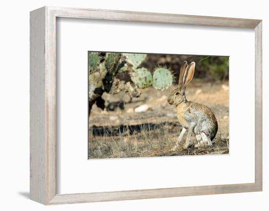 An Antelope Jackrabbit (Lepus Alleni) Alert for Danger-Richard Wright-Framed Photographic Print