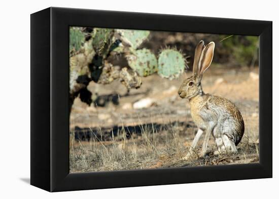 An Antelope Jackrabbit (Lepus Alleni) Alert for Danger-Richard Wright-Framed Premier Image Canvas