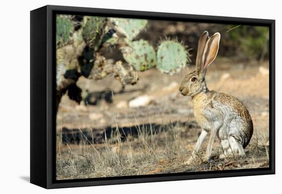 An Antelope Jackrabbit (Lepus Alleni) Alert for Danger-Richard Wright-Framed Premier Image Canvas