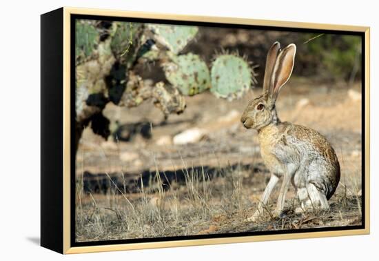 An Antelope Jackrabbit (Lepus Alleni) Alert for Danger-Richard Wright-Framed Premier Image Canvas