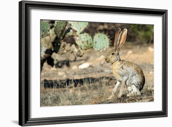 An Antelope Jackrabbit (Lepus Alleni) Alert for Danger-Richard Wright-Framed Photographic Print