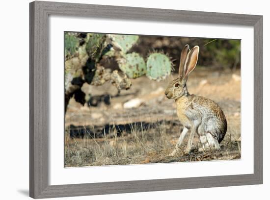 An Antelope Jackrabbit (Lepus Alleni) Alert for Danger-Richard Wright-Framed Photographic Print