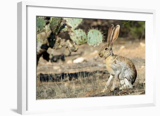 An Antelope Jackrabbit (Lepus Alleni) Alert for Danger-Richard Wright-Framed Photographic Print