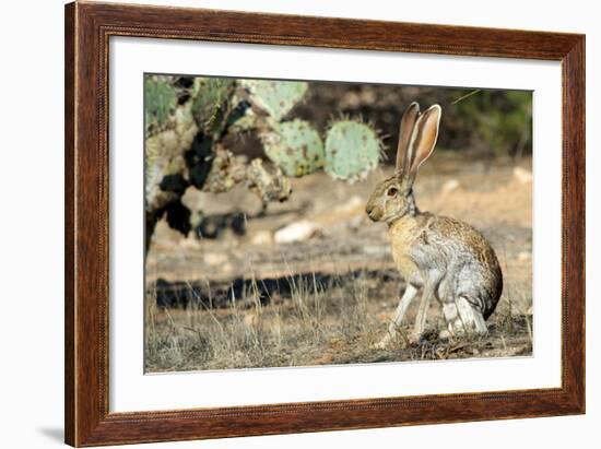 An Antelope Jackrabbit (Lepus Alleni) Alert for Danger-Richard Wright-Framed Photographic Print