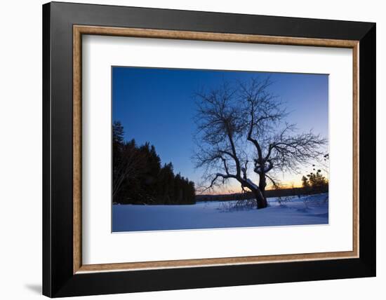 An Apple Tree at Sunset, Notchview Reservation, Windsor, Massachusetts-Jerry & Marcy Monkman-Framed Photographic Print
