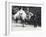 An Arabian Camel with Keeper Being Ridden by Two Children-Frederick William Bond-Framed Photographic Print