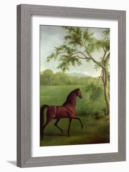 An Arabian Stallion Beneath a Tree, C.1761-63-George Stubbs-Framed Giclee Print