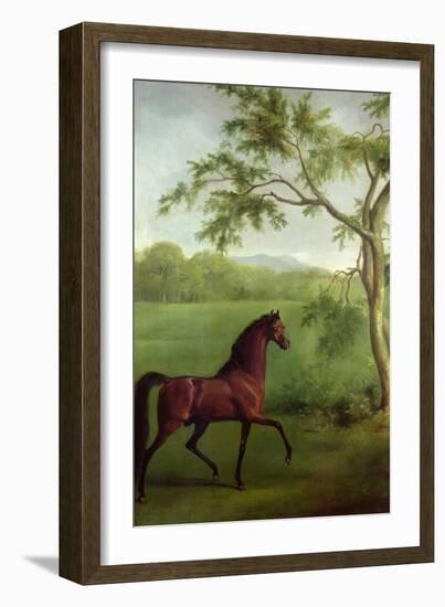 An Arabian Stallion Beneath a Tree, C.1761-63-George Stubbs-Framed Giclee Print