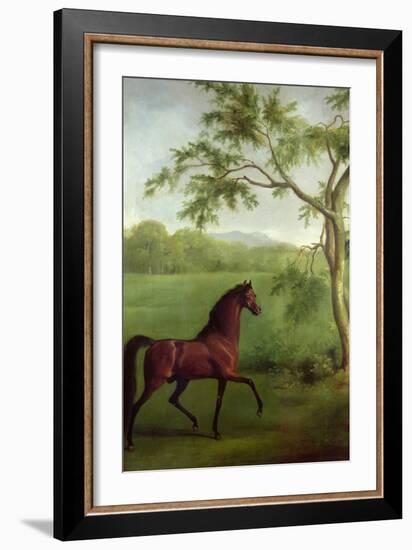 An Arabian Stallion Beneath a Tree, C.1761-63-George Stubbs-Framed Giclee Print