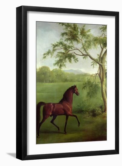 An Arabian Stallion Beneath a Tree, C.1761-63-George Stubbs-Framed Giclee Print