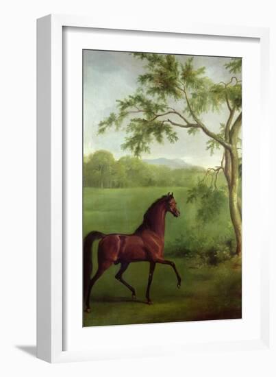 An Arabian Stallion Beneath a Tree, C.1761-63-George Stubbs-Framed Giclee Print