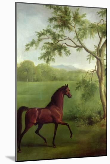 An Arabian Stallion Beneath a Tree, C.1761-63-George Stubbs-Mounted Giclee Print