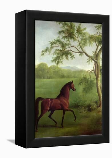 An Arabian Stallion Beneath a Tree, C.1761-63-George Stubbs-Framed Premier Image Canvas