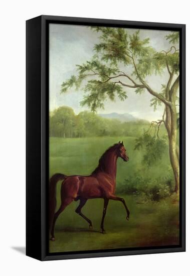 An Arabian Stallion Beneath a Tree, C.1761-63-George Stubbs-Framed Premier Image Canvas