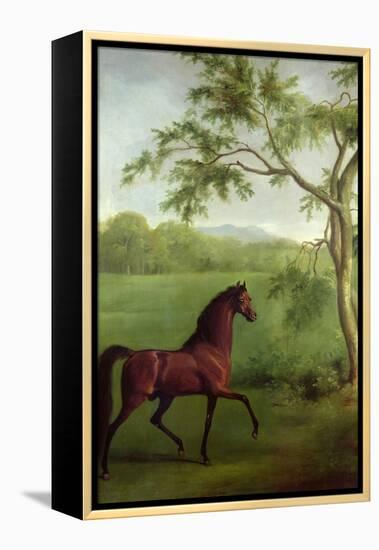 An Arabian Stallion Beneath a Tree, C.1761-63-George Stubbs-Framed Premier Image Canvas