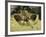 An Archaeopteryx Depicted Near the Shore of the Tethys Sea-Stocktrek Images-Framed Photographic Print