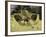 An Archaeopteryx Depicted Near the Shore of the Tethys Sea-Stocktrek Images-Framed Photographic Print