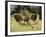 An Archaeopteryx Depicted Near the Shore of the Tethys Sea-Stocktrek Images-Framed Photographic Print