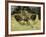 An Archaeopteryx Depicted Near the Shore of the Tethys Sea-Stocktrek Images-Framed Photographic Print