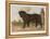 An Aristocratic Mastiff in the Grounds of a Stately Home-null-Framed Stretched Canvas