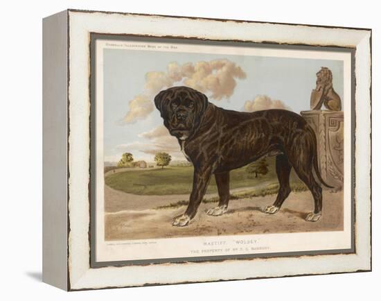 An Aristocratic Mastiff in the Grounds of a Stately Home-null-Framed Stretched Canvas