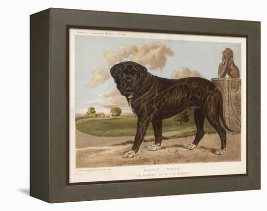 An Aristocratic Mastiff in the Grounds of a Stately Home-null-Framed Stretched Canvas