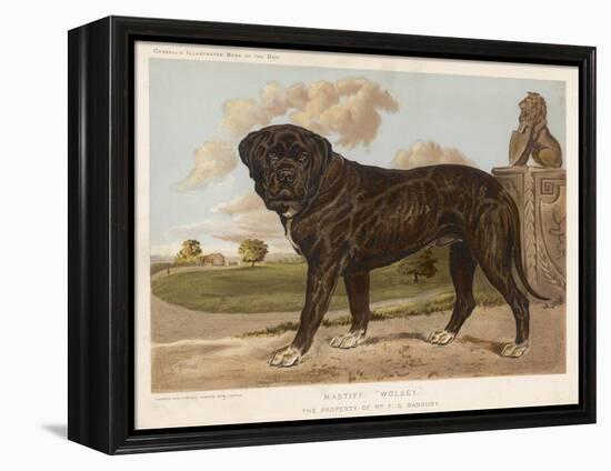 An Aristocratic Mastiff in the Grounds of a Stately Home-null-Framed Stretched Canvas