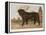 An Aristocratic Mastiff in the Grounds of a Stately Home-null-Framed Stretched Canvas