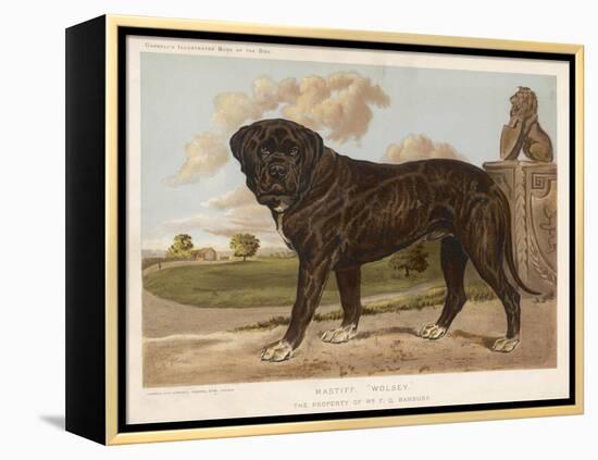 An Aristocratic Mastiff in the Grounds of a Stately Home-null-Framed Stretched Canvas