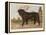 An Aristocratic Mastiff in the Grounds of a Stately Home-null-Framed Stretched Canvas