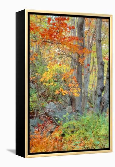 An Array of Fall Color, Maine Coast, New England-Vincent James-Framed Premier Image Canvas