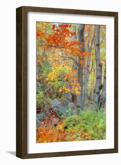 An Array of Fall Color, Maine Coast, New England-Vincent James-Framed Photographic Print