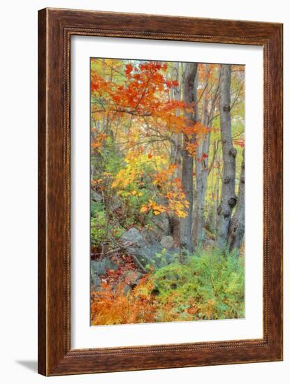 An Array of Fall Color, Maine Coast, New England-Vincent James-Framed Photographic Print