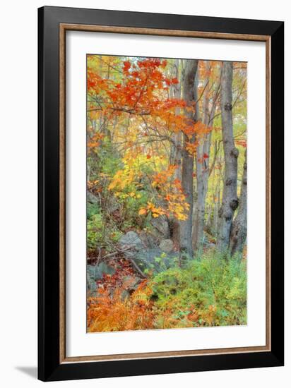 An Array of Fall Color, Maine Coast, New England-Vincent James-Framed Photographic Print